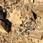 IMG_1533.jpeg
