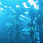 IMG_1823.jpeg