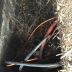 IMG_2153.jpeg