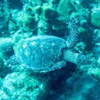 IMG_2606.jpeg